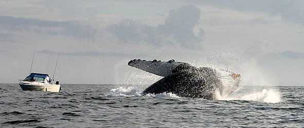 Whale Watching, Lance's Sportfishing Adventures, Tofino Fishing Charters, Salmon, Halibut, Year Round Fishing, Clayoquot Sound, Tofino Accommodation, Tofino Fishing Charters, Salmon, Halibut, Year Round Fishing, Clayoquot Sound, Tofino Acccommodation