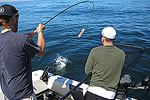 About Lance's Sportfishing Adventures, Tofino Fishing Charters, Salmon, Halibut, Year Round Fishing, Clayoquot Sound, Tofino Accommodation, Tofino Fishing Charters, Salmon, Halibut, Year Round Fishing, Clayoquot Sound, Tofino Acccommodation