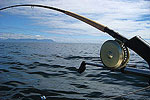 Contact Lance's Sportfishing Adventures, Tofino Fishing Charters, Salmon, Halibut, Year Round Fishing, Clayoquot Sound, Tofino Accommodation, Tofino Fishing Charters, Salmon, Halibut, Year Round Fishing, Clayoquot Sound, Tofino Acccommodation