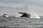 Hot Springs Trip and Fishing, Lance's Sportfishing Adventures, Tofino Fishing Charters, Salmon, Halibut, Year Round Fishing, Clayoquot Sound, Tofino Accommodation, Tofino Fishing Charters, Salmon, Halibut, Year Round Fishing, Clayoquot Sound, Tofino Acccommodation