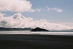 Tofino, BC, Lance's Sportfishing Adventures, Tofino Fishing Charters, Salmon, Halibut, Year Round Fishing, Clayoquot Sound, Tofino Accommodation, Tofino Fishing Charters, Salmon, Halibut, Year Round Fishing, Clayoquot Sound, Tofino Acccommodation