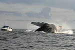 Find Lance's Sportfishing Adventures, Tofino Fishing Charters, Salmon, Halibut, Year Round Fishing, Clayoquot Sound, Tofino Accommodation, Tofino Fishing Charters, Salmon, Halibut, Year Round Fishing, Clayoquot Sound, Tofino Acccommodation